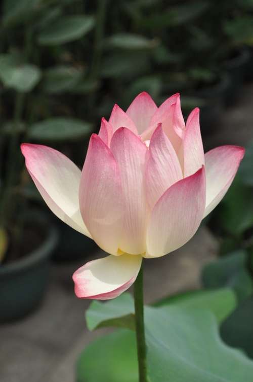 Lotus Pink Lotus Flower Plant Flowers