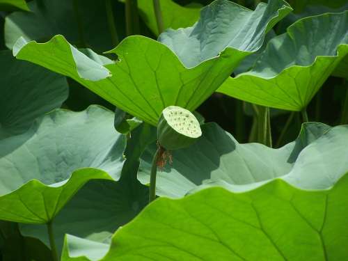 Lotus Lotus Seed Head Leaves Aquatic Plants Nature