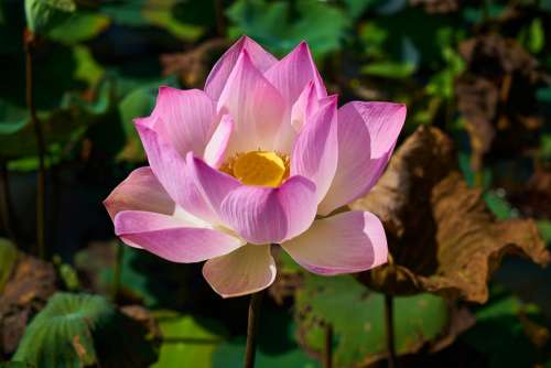 Lotus Plant Flower Nature Leaves Petals Tropical