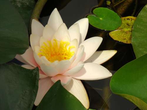 Lotus Flower Nature Lake