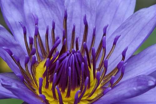 Lotus Purple 蓮 Perfume Flowers The Meridional Lotus