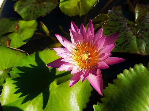 Lotus Pink Flower Pink Flowers Pink Lotus