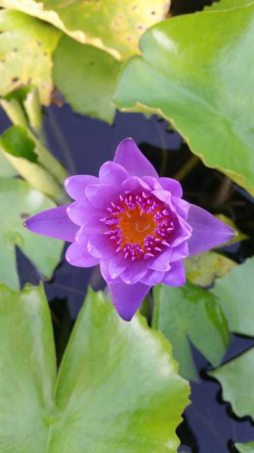 Lotus Wood Decor Home And Garden The Pink Flowers