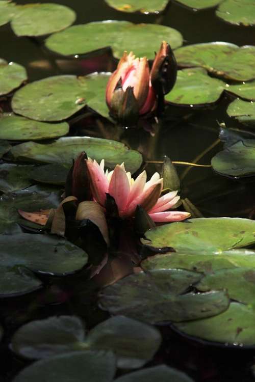Lotus River Lotus Leaf
