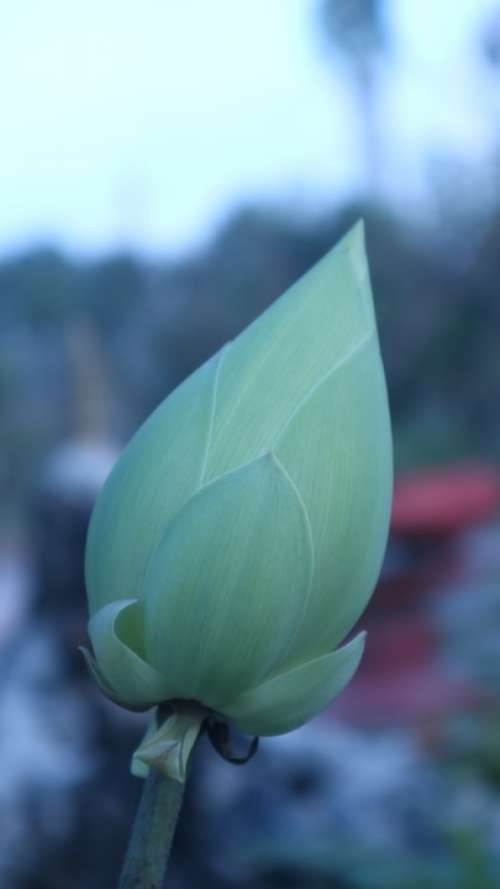 Lotus Plant Flower Leaf Bud Stem