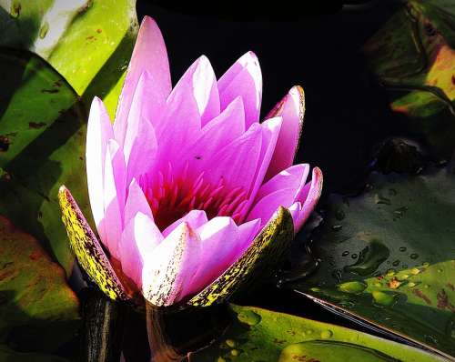 Lotus Pink Lily Pond Waterhole Bloom Aquatic