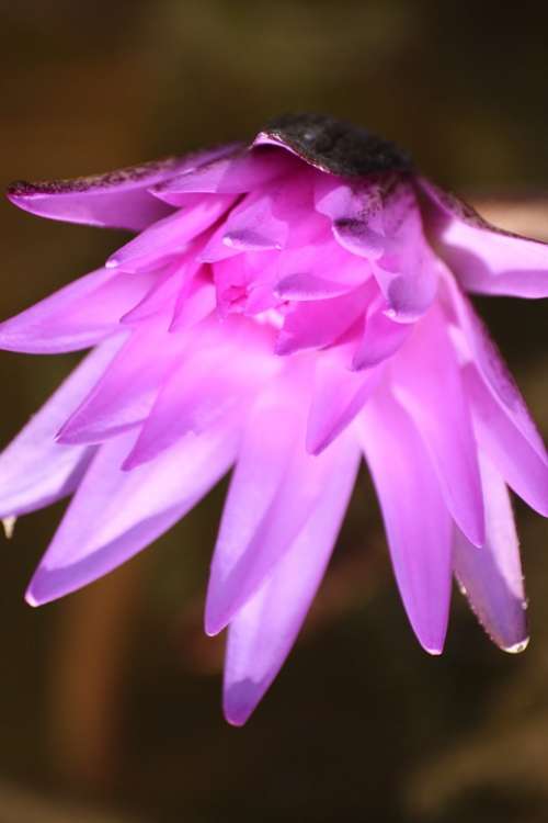 Lotus Flower Nature Purple