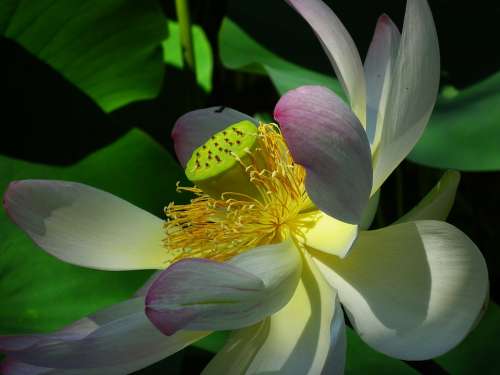 Lotus Flower Pink Nature Aquatic Plant