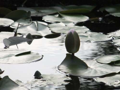 Lotus Blossom Pond Water Flower Nature Plant