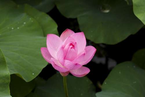 Lotus Nature Plants Flowers Pink Pond Plants