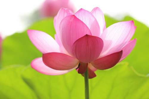 Lotus Blossom Bloom Beautiful Floral Flower