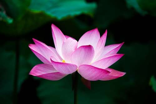 Lotus Flower Summer Zen Nature Pink Pond Blossom