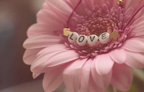 Love Bracelet Gerbera Flower Feelings Romantic