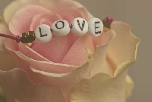 Love Rose Flower Feelings Romantic Luck Mood