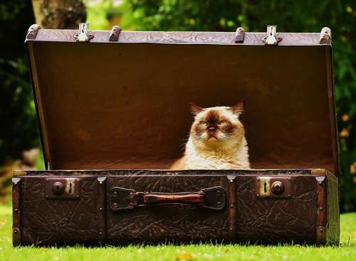 Luggage Antique Cat British Shorthair Funny