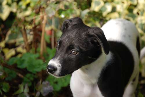 Lurcher Puppy Canine Dog Pet Black White