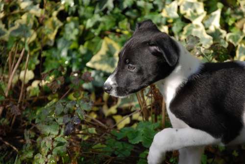 Lurcher Puppy Canine Dog Pet Black White