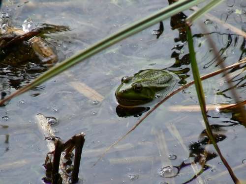 Lutry Lake The Frog