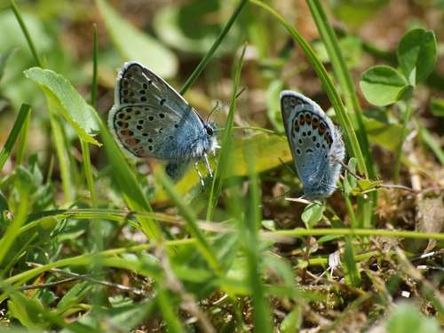 Lycaenidae Butterflies Meadow Nature Insect Animal