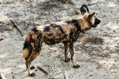 Lycaon Fauna Wild Sigean France Dog African