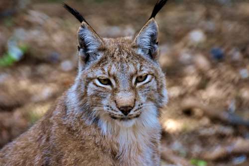 Lynx Big Cat Wild Animal Wildcat Carnivores