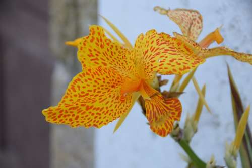 Lys Orange Flower Garden Nature Colorful Petals