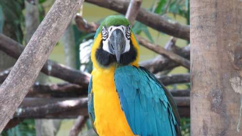 Macaw Ave Animals Nature Colorful Peak Plumage