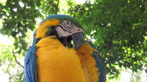 Macaw Ave Nature Animals Colorful Peak Plumage