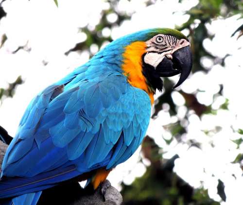 Macaw Parrot Bird Pet Wildlife Tropical Colorful