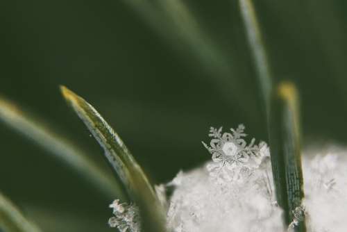 Macro Snow Flake Snowflake Close Up Winter Cold