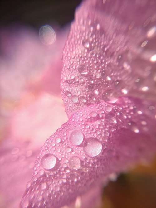 Macro Flower Petal Pink Water Droplets