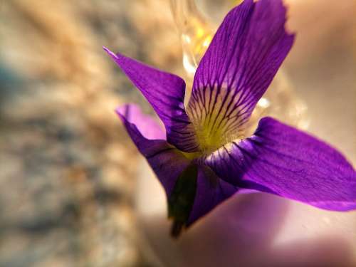 Macro Flower Violet
