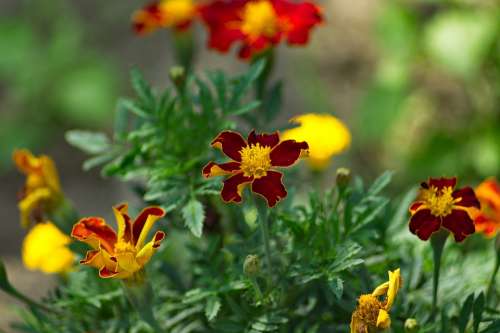 Macro Bokeh Flower Garden Nature