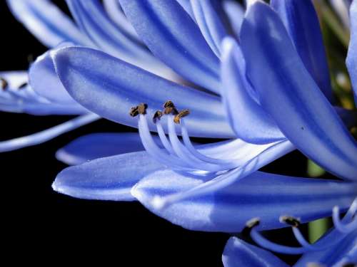 Macro Approach Pollen Blue White Bluish Flower