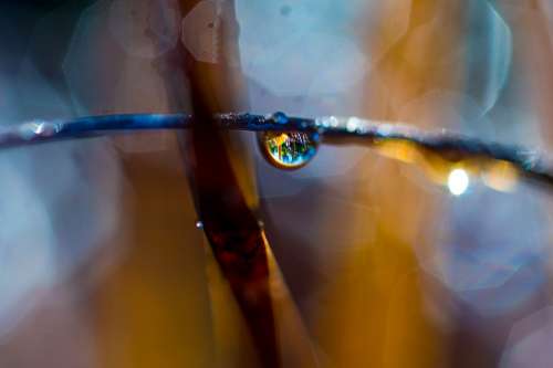 Macro Nature Bokeh Close Up Plant Drop Of Water