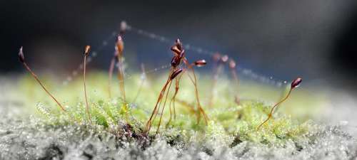 Macro Dew Drops Green Grass Nature Dewdrop Lawn