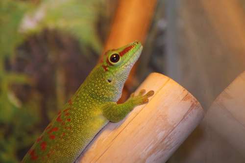 Madagascar Day Gecko Gecko Phelsuma Madagascariensis