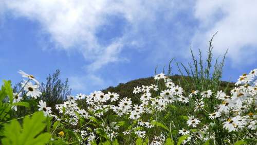Madeira Mountains Sky Plant Nature Landscape