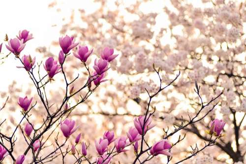 Magnolia Branches Blossom Spring Plant Flowers