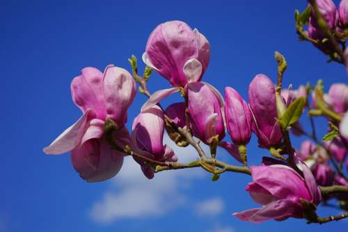Magnolia Magnolia Blossom Blossom Bloom Purple