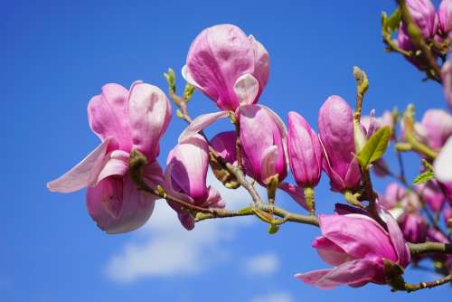 Magnolia Magnolia Blossom Blossom Bloom Purple