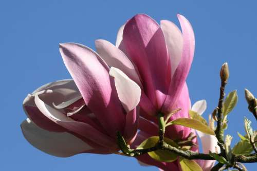 Magnolia Tree Flower Pink