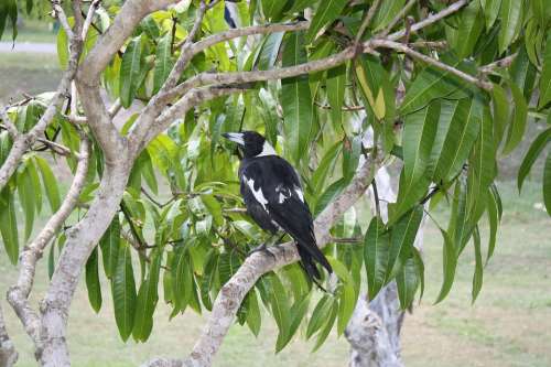Magpie Bird Australia Tree Fauna Aves Black