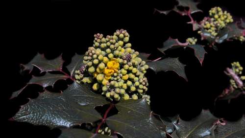 Mahogany Mahonia Aquifolium Golden Yellow Blossom