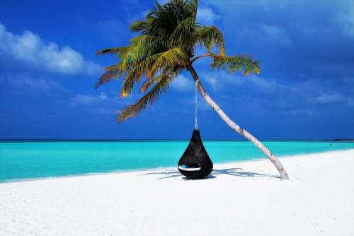 Maldives Palm Tree Hammock Beach Sand Coast