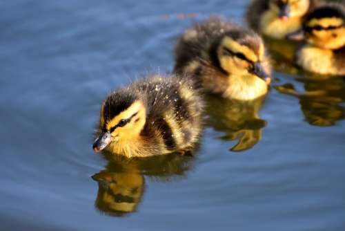 Mallard Ducklings Duck Chicks Cute Small Little