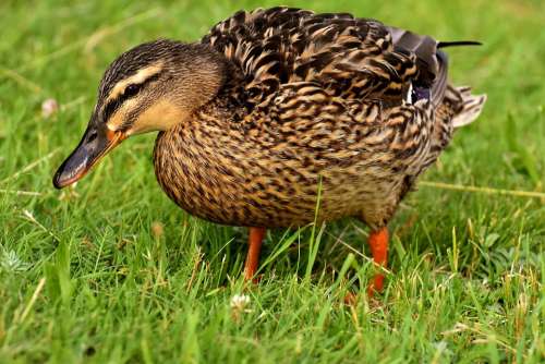 Mallard Duck Bird Nature Plumage Poultry Ducks