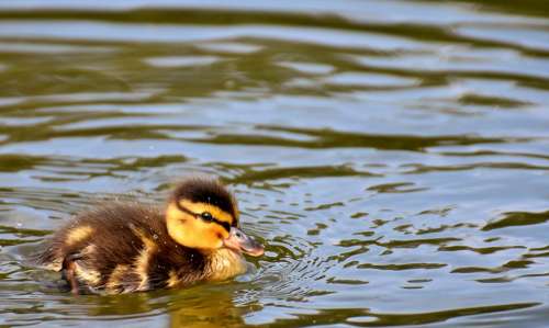 Mallard Ducklings Duck Chicks Cute Small Swim