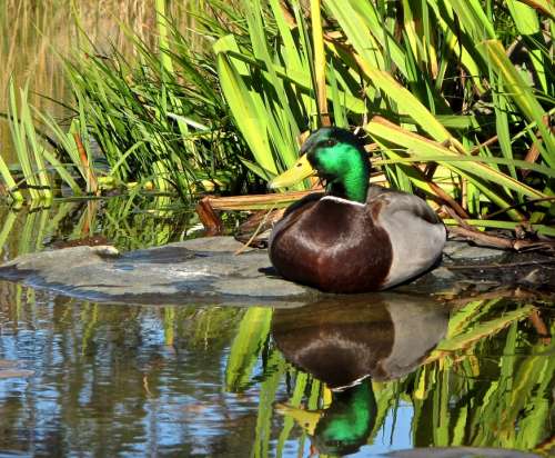 Mallard Duck Reflection Bird Wildlife Water