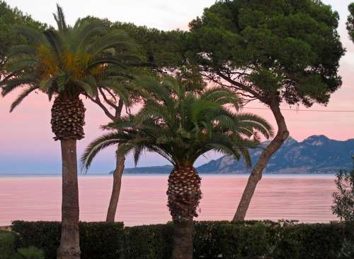 Mallorca Bay Palm Trees Abendstimmung Pollença